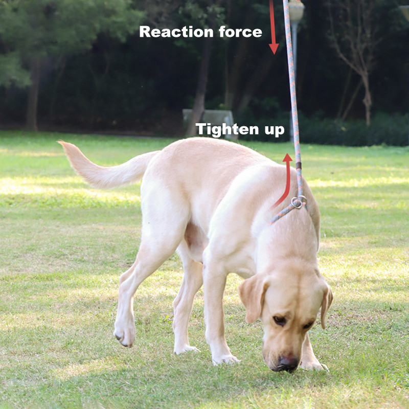 Suņu siksna Atstarojoša Spēcīga neilona siksna Apmācība Drošība Suņu pavadas Virves Labradors Franču buldogs Iejūga pavadas 120/150/180cm