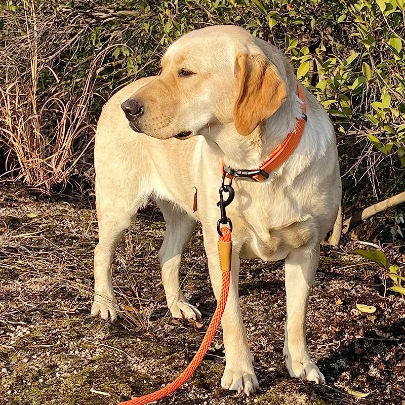 Mājdzīvnieku siksna Neilona Izturīgas un mīkstas suņu pavadas Staigāšanai, Skriešanai Apmācības Virves Josta Maziem Vidējiem Lieliem Suņu Iejūgiem