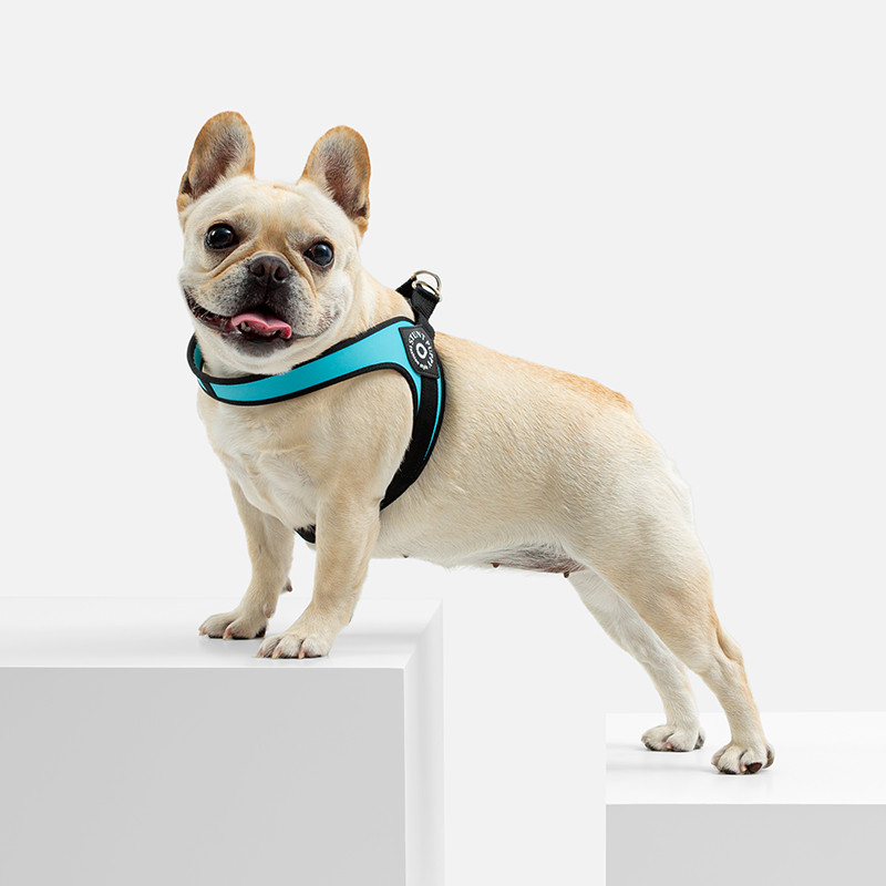 Kaskadieru kucēns Easy Classic mazo suņu zirglietu regulējama atstarojoša veste Franču buldogs Čivavas kaķi Taksis mājdzīvnieku pavadas piederumi