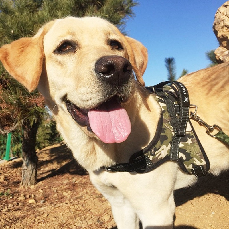 Suņu siksnas POLICE K9 Apkakles garums Regulējams solis staigāšanas mājdzīvnieku iejūgā VEST pielāgota suņa etiķete pēc izvēles