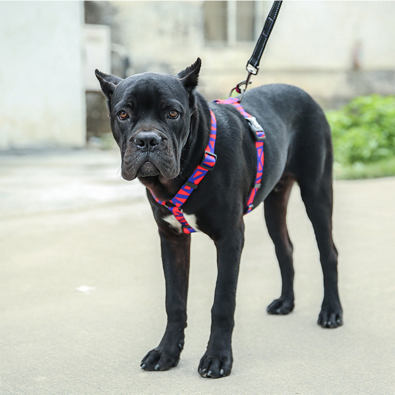 I-veida suņu iejūga apdruka Pastaigas Skriešana Regulējama Pastaigas Skriešana Mājdzīvnieku kaķu zirglietas Neilona Bohēmijas stila mājdzīvnieku suņu piederumi