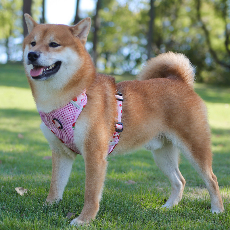Mājdzīvnieku suņu vestes iejūga elpojoša sieta kucēnu krūškurvja siksna vidēji lieliem suņiem Apkakles siksna Labradora buldoga iejūga suņiem pastaigu piederumi