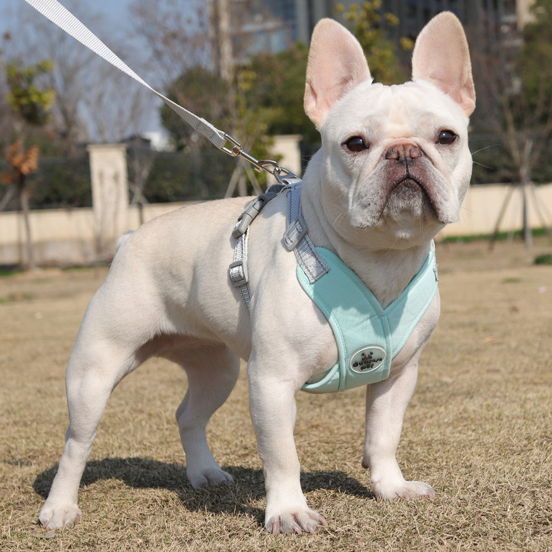 Suņu zirglietas Apģērbi Veste Krūšu kaķu kaklasiksnas Virve Mazie Suņi Atstarojoši Elpojoši Regulējami Āra Pastaigas Piederumi mājdzīvniekiem