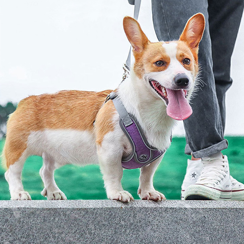 Vestă reflectorizantă pentru câini de talie mică, mijlocie, ham de lux pentru pisici, vestă moale pentru cățeluș, frânghie de plimbare în aer liber pentru chihuahua