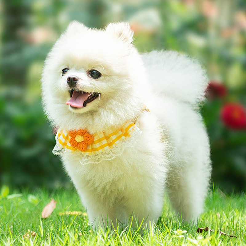 Suņu iejūga un pavadas komplekts Jauka suņa krūšu siksna maziem suņiem Regulējama kucēnu iejūga siksna Chihuahua Yorkie ķēdes suņu piederumi