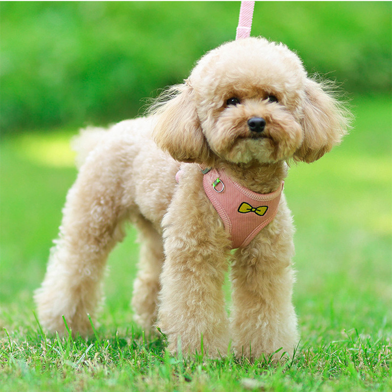 Nyári kordbársony kutyahám és póráz kis, közepes méretű kutyák számára Lélegző kölyökmacska hám mellény Chihuahua sétáló póráz