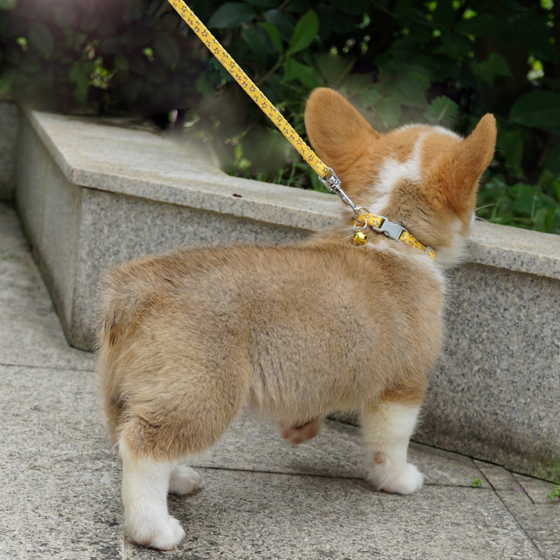 Koera kassi kaelarihm lemmiklooma kaelarihm kutsikale väikese lemmiklooma õues jalutamiseks ruuduline chihuahua terjer šnautser
