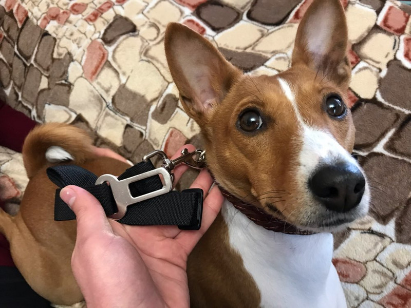 Reguleeritav lemmiklooma auto turvavöö kiirvabastusega rakmete juhtmeklamber väikese keskmise koera turvahoova veojõu jaoks Lemmikloomatarvikute tarvikud