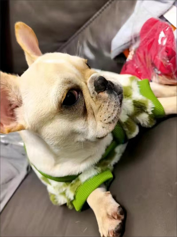 Francia bulldog téli kutyaruhák kabát meleg és vastagított mellény dzseki kövér kutya jelmez Bulldog mopsz zöld kockás kutyaruhák