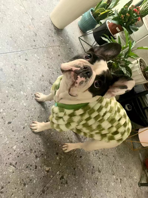 Francia bulldog téli kutyaruhák kabát meleg és vastagított mellény dzseki kövér kutya jelmez Bulldog mopsz zöld kockás kutyaruhák