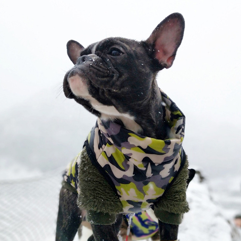 Talvised lemmikloomariided koertele riided koertele jakk jakk Kutsikas lemmiklooma kostüüm Lemmiklooma vest rõivad Chihuahua jope koerte rõivad