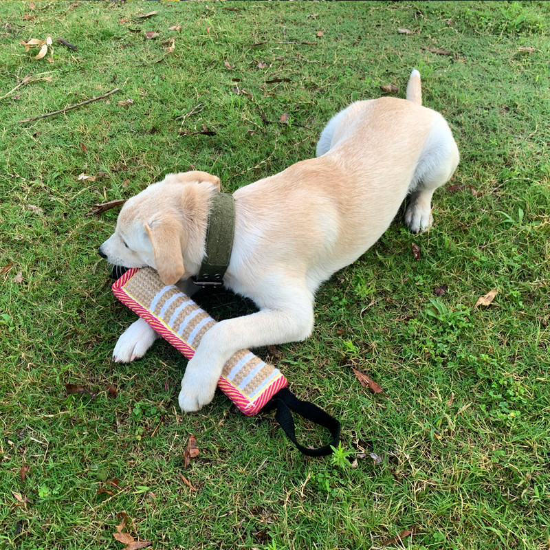 Προμήθειες εκπαίδευσης με ραβδί για δάγκωμα σκύλου, ανθεκτικά δόντια, ραβδί για μάσημα, διαδραστικά προμήθειες