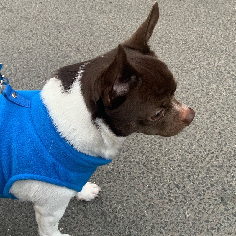 Žiemos šuniuko liemenė šuns megztinis Šiltas vilnonis megztinis šunų striukė su žiedu šunų gobtuvai naminiai drabužiai mažiems šunims berniukui ar mergaitei