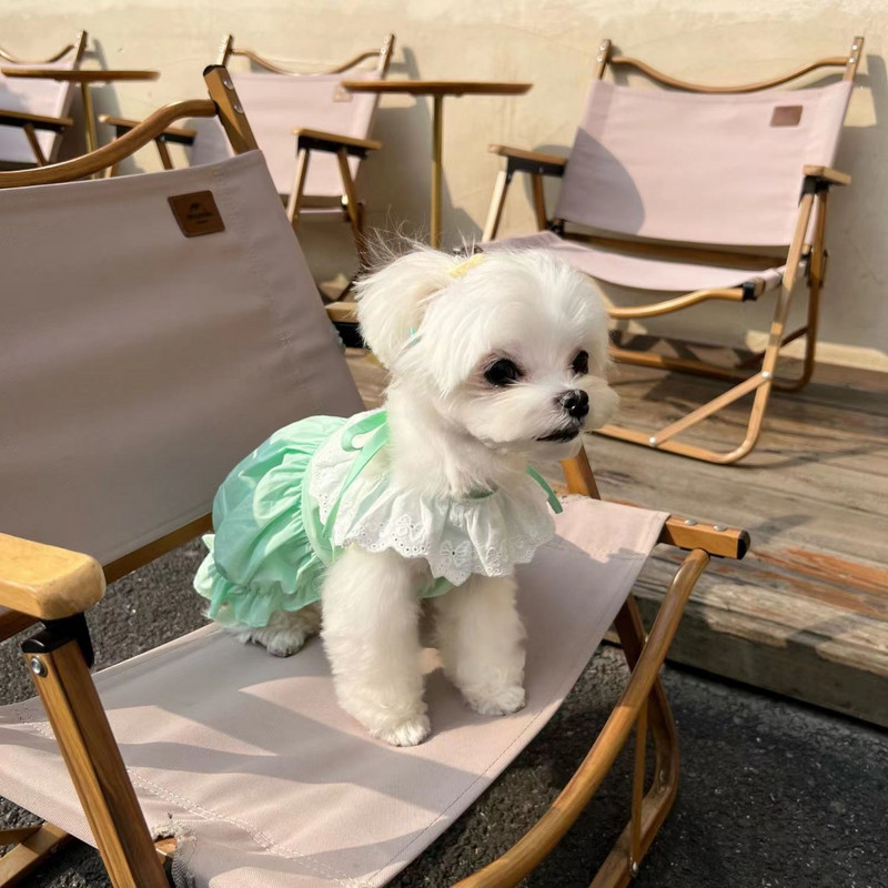 Mežģīņu suņu ķirbju grupa Pet Cute saldējuma krāsa ķirbju svārki vasaras apģērbi Maltas kaķu burbuļsvārki suņu kleitas maziem suņiem