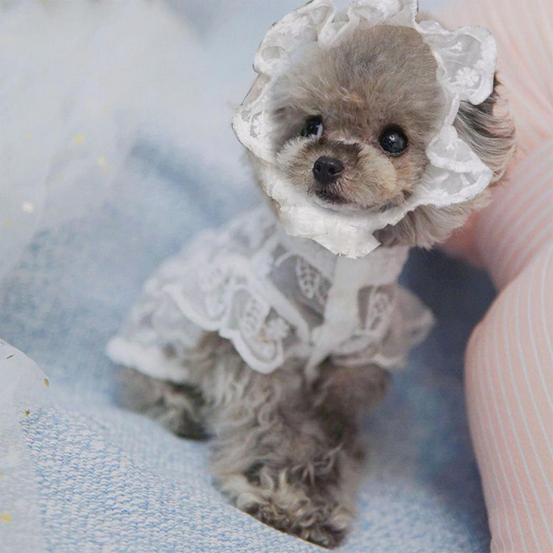 Ērta, eleganta mājdzīvnieka mežģīņu cepure elpojoša Izskatīga mājdzīvnieka kleita Dekoratīvi apaļa kakla kucēna mežģīņu svārki suņu piederumiem