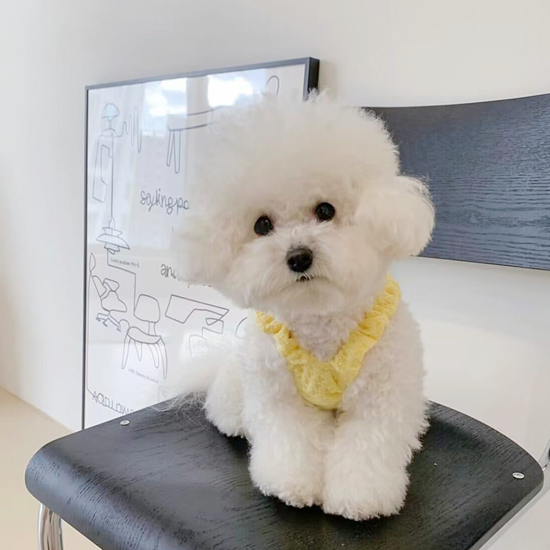 Mazie suņu bikšturi Dzelteni suņa svārki vasaras mājdzīvnieku apģērbi nekā lāča kleita kucēns Foršs džemperis, jauki mājdzīvnieku piederumi