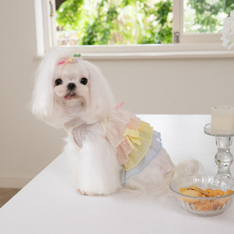 Forever Pet Town Rainbow Šifona kūka Kārtaini suņu svārki Mājdzīvnieku kaķu suņu rotaļu svārki Japāņu korejiešu modes mājdzīvnieku apģērbi kucēna kleita