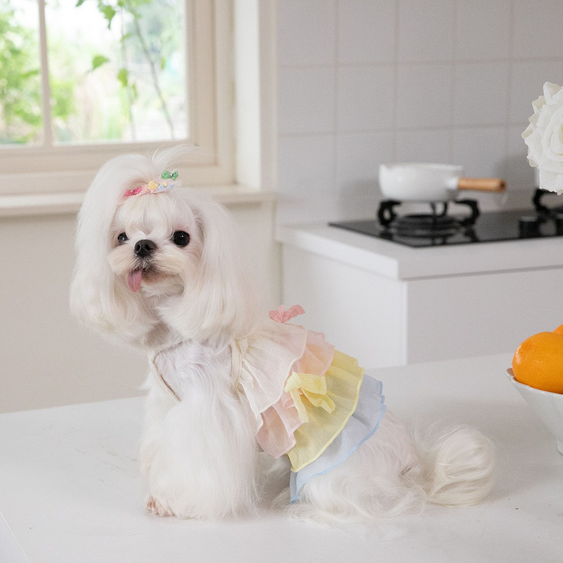 Forever Pet Town Rainbow Šifona kūka Kārtaini suņu svārki Mājdzīvnieku kaķu suņu rotaļu svārki Japāņu korejiešu modes mājdzīvnieku apģērbi kucēna kleita
