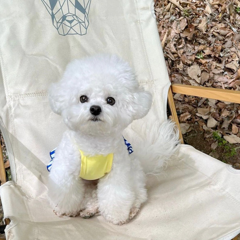 Vairumtirdzniecība mājdzīvnieku veste svārki Bichon divdaļīga vasaras kleita Pomerānijas kleita svītraina suņu apģērbi Moderni mājdzīvnieku piederumi