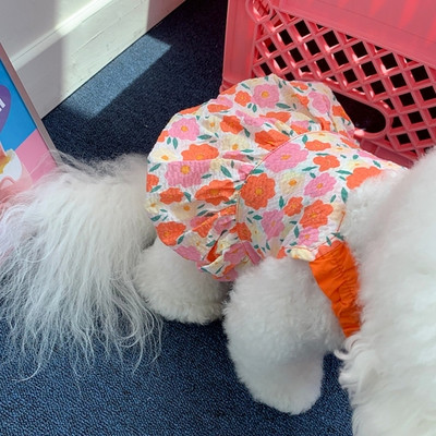 Kevadsuvi Lemmikloomariided Kassipoeg kutsikas õhuke seelik Armas rihmaga seelik Väike ja keskmise suurusega koer Armas printsessi kleit Yorkshire