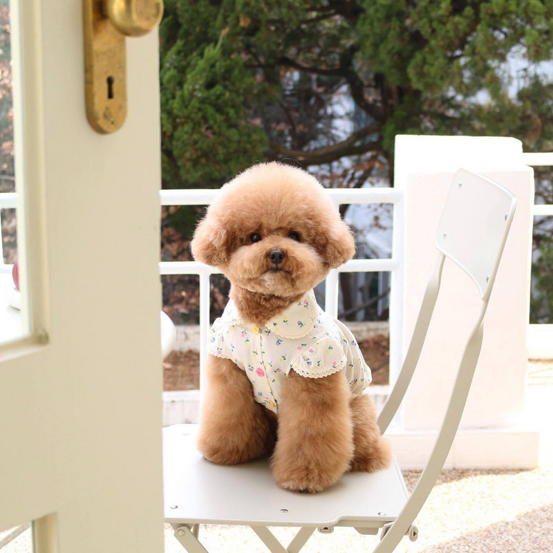 Nouă fustă INS cu flori pentru animale de companie, buton cu flori mici, din bumbac pur, câine maltez pentru animale de companie, pisică, rever, rochie pentru câine, design de modă.