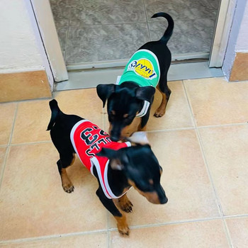 Καλοκαιρινό διχτυωτό μπλουζάκι για σκύλους που αναπνέουν Schnauzer Teddy Sport Dog Μπάσκετ Ρούχα μπάσκετ Μπλουζάκια για κουτάβι Καλοκαιρινή στολή για κατοικίδια γάτα