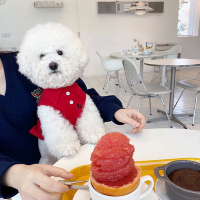 Kevadsuvi lemmikloomakoera riided Puuvillane trükis karu väikese koera T-särk Chihuahua Yorkie prantsuse buldog mood Luksuslik disain koera vest