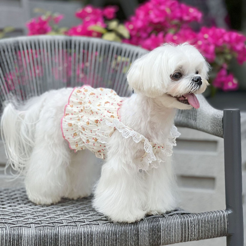 Άνοιξη Καλοκαίρι σιφόν Γαλλική φρέσκια δαντέλα Μικρά τεμαχισμένα λουλούδια Κοντό φόρεμα γάτα σκύλος δροσερό λουράκι Χαριτωμένα τεμαχισμένα λουλούδια Tank Top