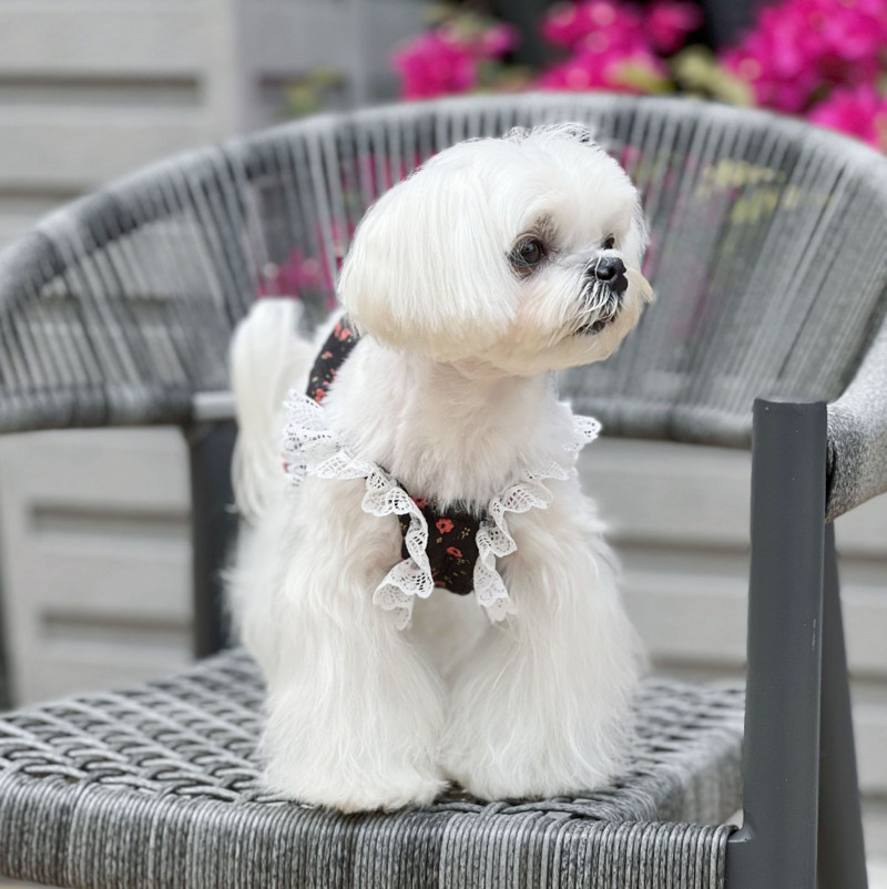 Άνοιξη Καλοκαίρι σιφόν Γαλλική φρέσκια δαντέλα Μικρά τεμαχισμένα λουλούδια Κοντό φόρεμα γάτα σκύλος δροσερό λουράκι Χαριτωμένα τεμαχισμένα λουλούδια Tank Top