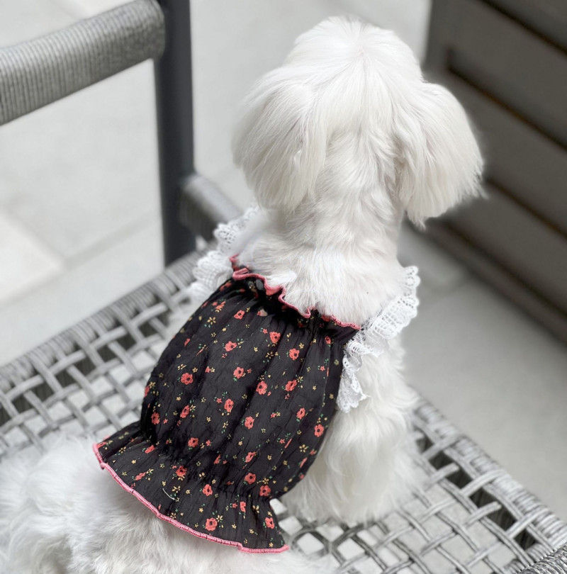 Άνοιξη Καλοκαίρι σιφόν Γαλλική φρέσκια δαντέλα Μικρά τεμαχισμένα λουλούδια Κοντό φόρεμα γάτα σκύλος δροσερό λουράκι Χαριτωμένα τεμαχισμένα λουλούδια Tank Top