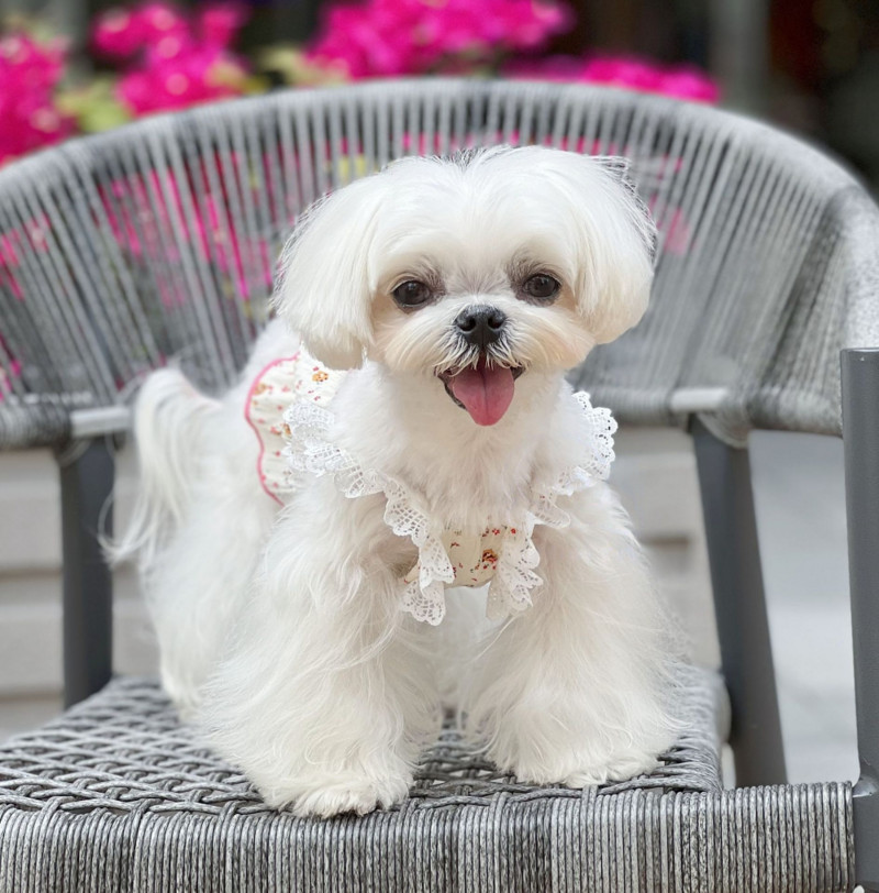 Άνοιξη Καλοκαίρι σιφόν Γαλλική φρέσκια δαντέλα Μικρά τεμαχισμένα λουλούδια Κοντό φόρεμα γάτα σκύλος δροσερό λουράκι Χαριτωμένα τεμαχισμένα λουλούδια Tank Top