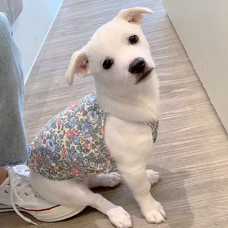 Naminių šunų rūbai Gėlėta kabyklos liemenė šunims Drabužiai Katė Mažas gėlių raštas Mielas plonas pavasario mergaitės Čihuahua naminių gyvūnėlių gaminiai 2023 m.