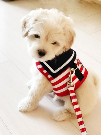 Pet Dog Cat Sailor Stripes mellény hálós hám és póráz szett Chihuahua Puppy Légáteresztő kisállat sötétkék hám mellény