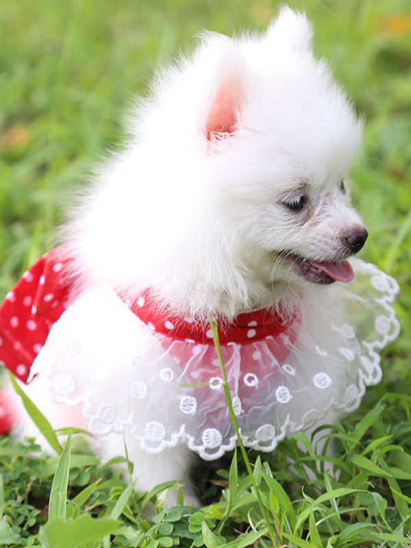 Pet Dog Cat Sailor Stripes mellény hálós hám és póráz szett Chihuahua Puppy Légáteresztő kisállat sötétkék hám mellény