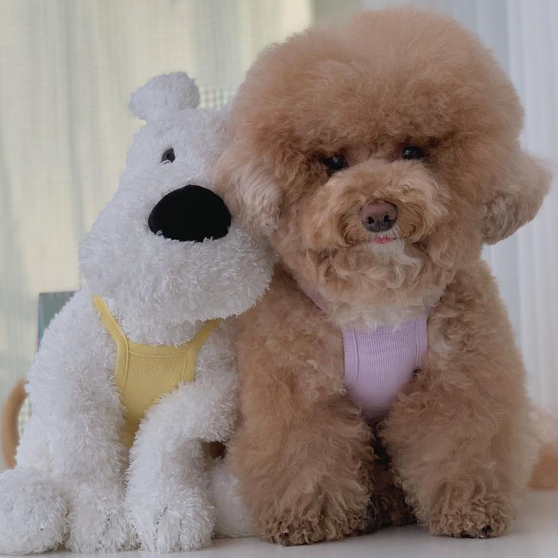 Kisállat mellény aranyos szíj nyári maci Yorkshire máltai kiskutya macska kutya nyári ruhák kutya mellény kutya jelmez macska ruhák kutya mellény