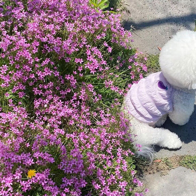 Haine pentru animale de companie de primăvară, vară, pisicuță, dulce, camisole, câine de talie mică și mijlocie, vestă drăguță, model de fructe, chihuahua, Yorkshire