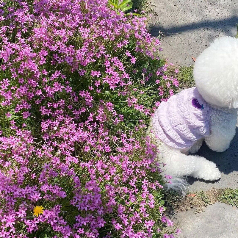 Kevadsuvi Lemmiklooma riided Kassipoeg Kutsikas Sweet Camisole Väike ja keskmise suurusega koer Armas Vest Puuvilja Muster Chihuahua Yorkshire