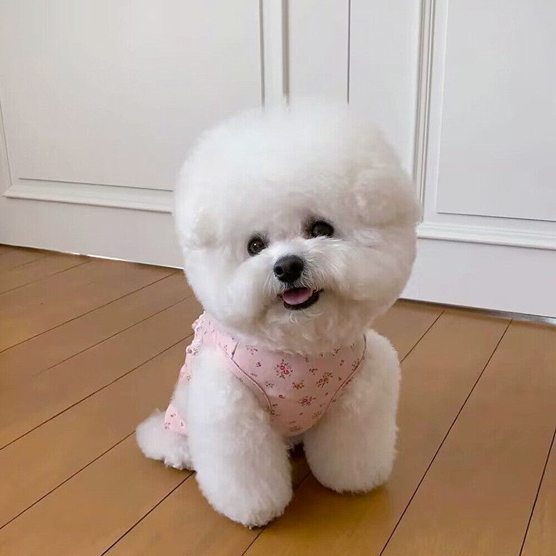 Mājdzīvnieku suņu drēbes Mazas puķainas četrkājainas drēbes Elpojošas vasaras drēbes nekā lācis Mājas drēbes Pūdelis viengabala apģērba veste