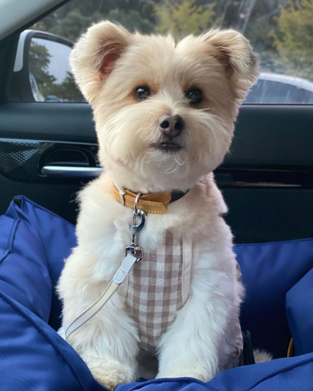 Kelnaitės Plaid Kombinezonai Naminių gyvūnėlių drabužiai Šunys Keturkojai Šunų Drabužiai Kostiumas Prancūzų buldogas Spaudiniai Mieli vasariniai smėlio spalvos berniukų talismanai