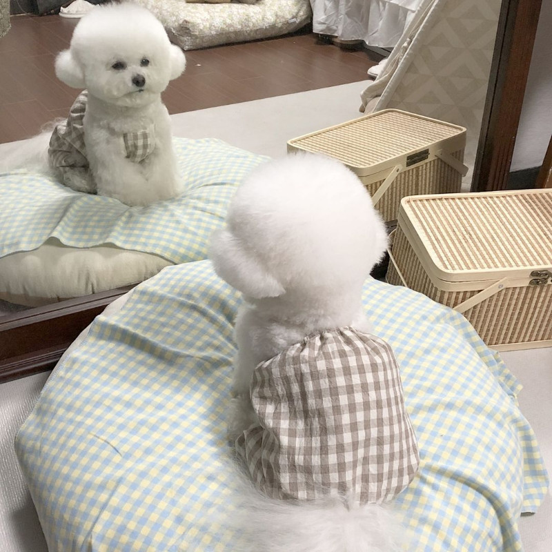 Kelnaitės Plaid Kombinezonai Naminių gyvūnėlių drabužiai Šunys Keturkojai Šunų Drabužiai Kostiumas Prancūzų buldogas Spaudiniai Mieli vasariniai smėlio spalvos berniukų talismanai