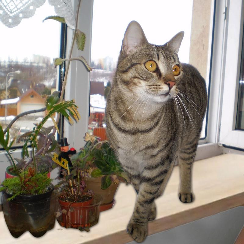 Lango katės ešerys Palangės katės hamakas lygiais paviršiais naminių gyvūnėlių priedai prie lango tvirtinama katės lova naminių gyvūnėlių savininkų ligoninei