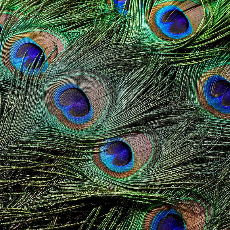 Vairumtirdzniecība 10 gab. Dabiskas pāva spalvas, kas paredzētas DIY amatniecības kāzu svētku dekorēšanai Mājas dekorēšanai un ziedu izkārtojumam