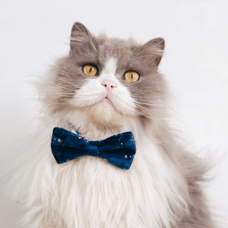 Samta Bowknot Kaķa kaklasiksna Drošības sprādze kucēnam Čivavas Yorkie Kaklarota Regulējams Kaķēns Trusis Bowtie mājdzīvnieku piederumi