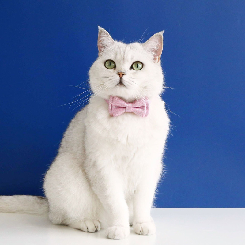 Candy Színes flitterek Háziállatok Macskanyakörv haranggal állítható masnis cica nyaklánc Biztonsági csat kiskutya Chihuahua csokornyakkendő Kiegészítők