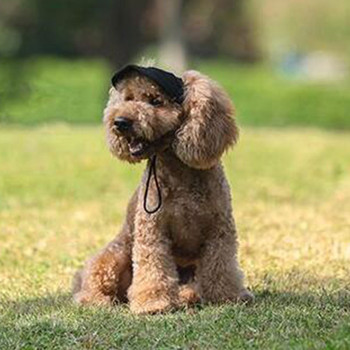 Καπέλο μπέιζμπολ για κουτάβι Ρυθμιζόμενο καπέλο μπέιζμπολ για σκύλους κατοικίδιων ζώων Καπέλο μπέιζμπολ για σκύλους Oxford με τρύπες για αυτιά Αθλητικά κατοικίδια για κατοικίδια