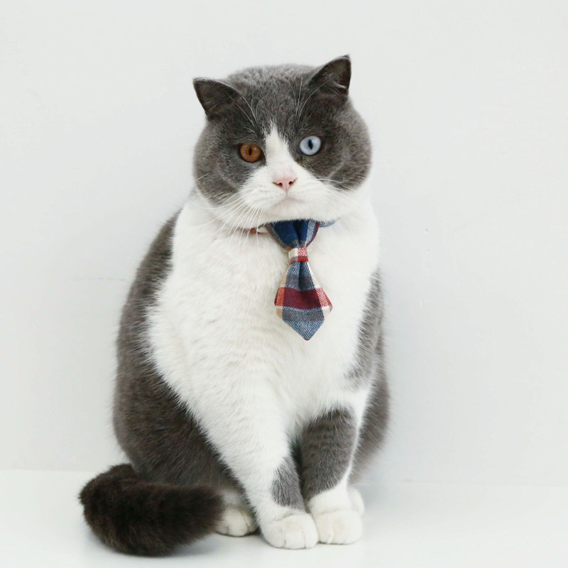 Kockás csokornyakkendő Háziállatok Macska nyakörvek Állítható kiskutya chihuahua nyaklánc biztonsági csat cica csokornyakkendő nyúl nyakkendő