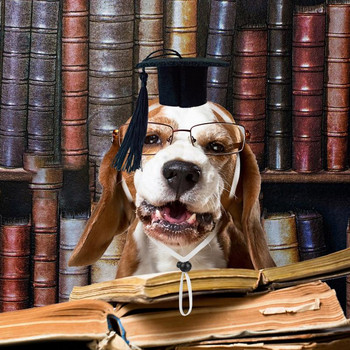 Шапка за дипломиране на малки домашни любимци Шапки за дипломиране на малки кучета с черен пискюл Мини шапка за дипломиране на животни Мини шапка за дипломиране на животни с