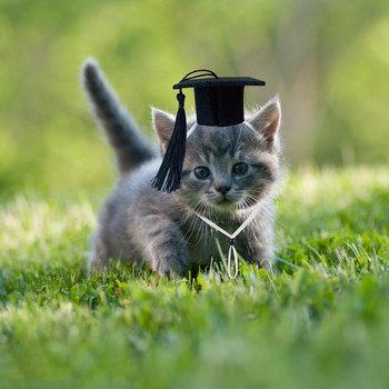 Καπέλο αποφοίτησης για μικρά κατοικίδια Μικρά καπέλα αποφοίτησης για σκύλους με μαύρη φούντα Mini καπέλο αποφοίτησης ζώων Μίνι καπέλο αποφοίτησης ζώων με