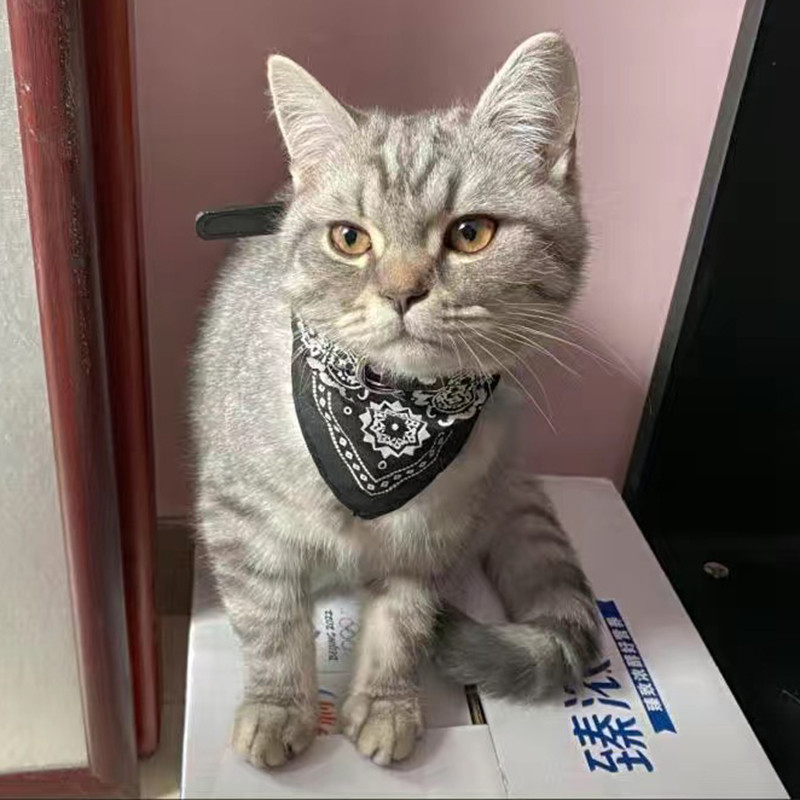 PU ādas Sfinksa kaķu bandana kaklasiksnas kaķiem Gotas Cute Pet Dog Triangle Šalle Kedi Katten Priekšautiņi talismani Kopšanas piederumi