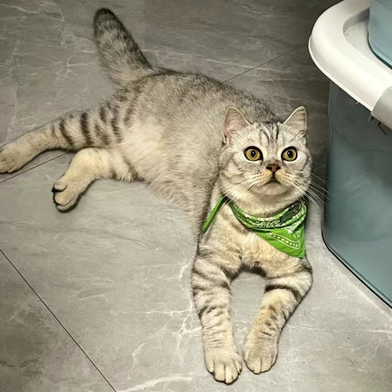 PU ādas Sfinksa kaķu bandana kaklasiksnas kaķiem Gotas Cute Pet Dog Triangle Šalle Kedi Katten Priekšautiņi talismani Kopšanas piederumi